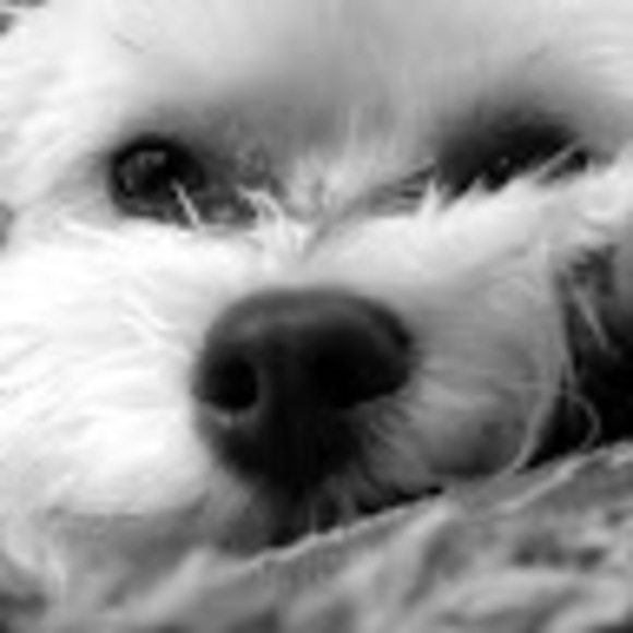 Meet your Posher, Katelyn - Picture 1 of 1